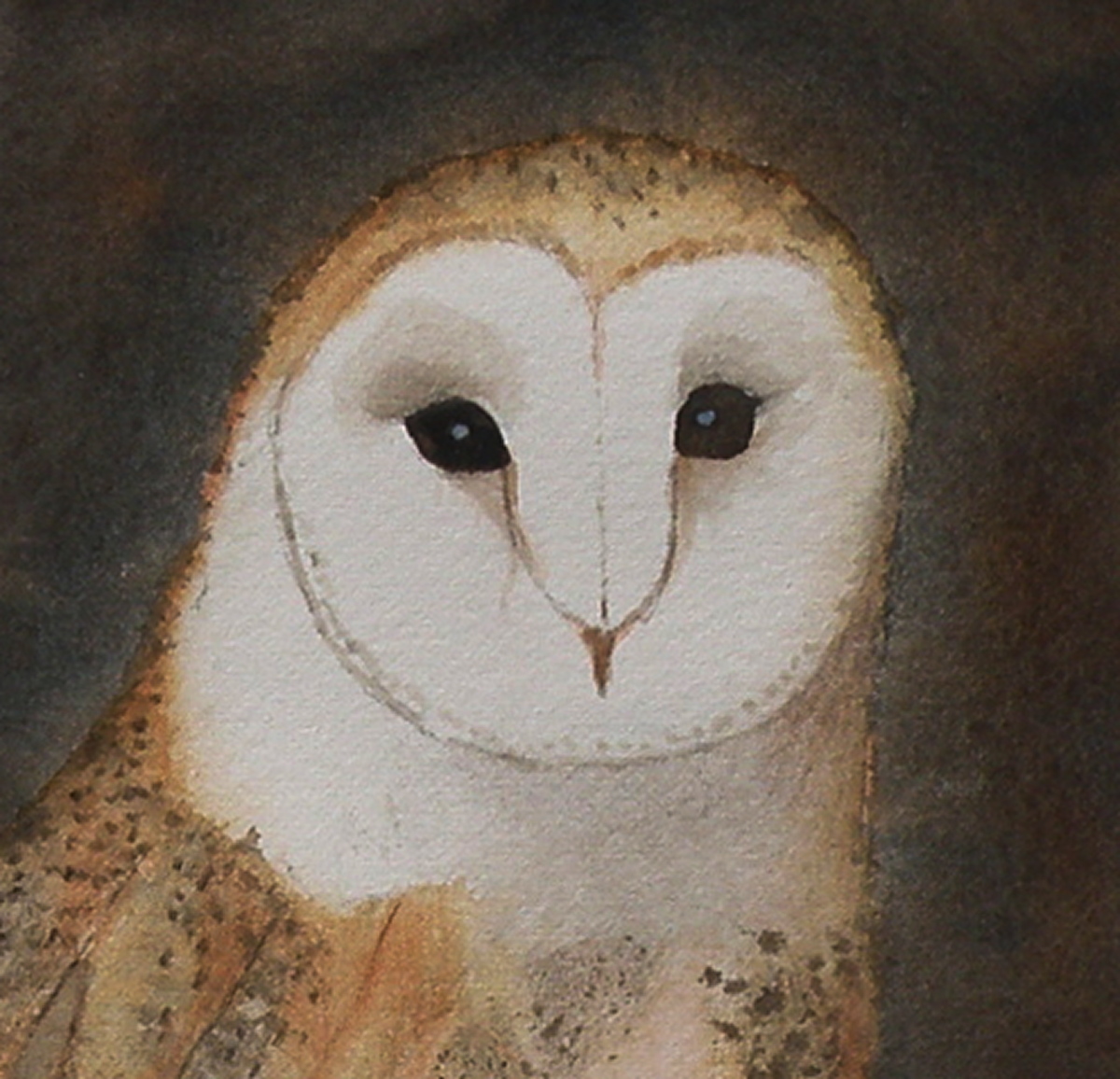 barn owl, november 2017 a